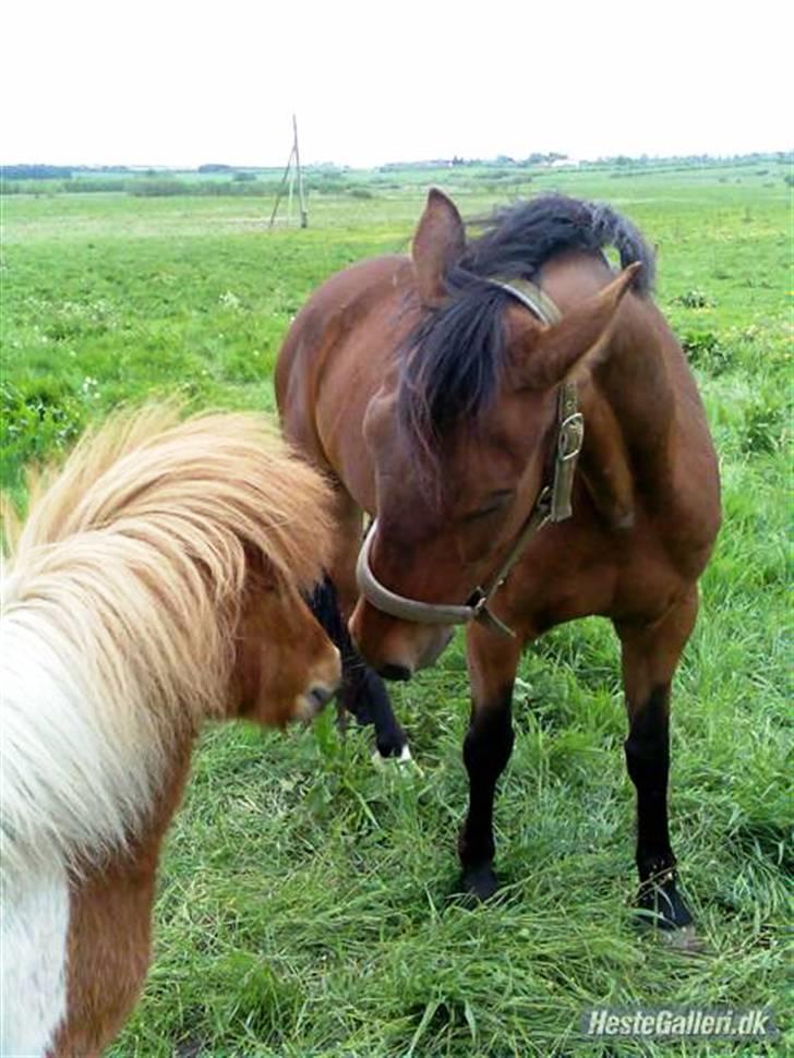 DSP <3 Freja. *I HIMLEN* - # 6. Freja hilser lige på Børge. Taget d. 18/5-2007 billede 6