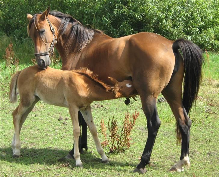 DSP <3 Freja. *I HIMLEN* - # 9. Freja nusser Søs.. Taget d. 15/8-2009 billede 9