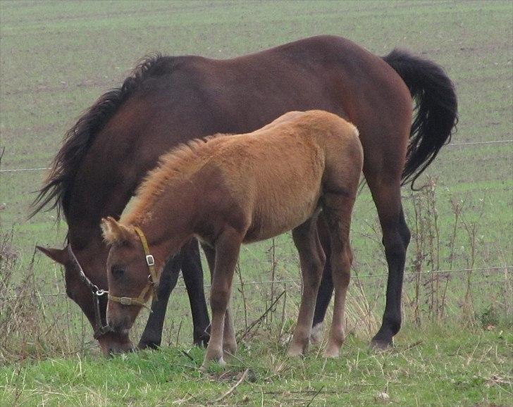 DSP <3 Freja. *I HIMLEN* - # 10. Smukke Freja og hendes datter Akahana.. Taget d. 6 oktober 2010 billede 10