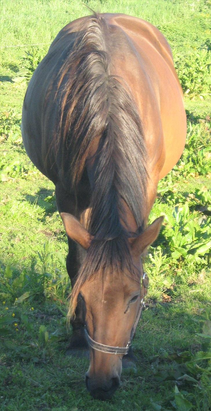 DSP <3 Freja. *I HIMLEN* - # 13. Tygge Freja. Taget d. 15 juni 2010 (Hun fik DK Bjørmholts Akahana) billede 13