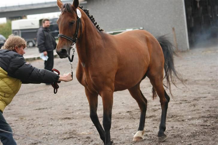 DSP <3 Freja. *I HIMLEN* - # 14. Her er Freja lige blevet brændmærket.. I kan se flere foto i mit fotoalbum fra kåringen :o) Taget d. 22 juni-2008 billede 14