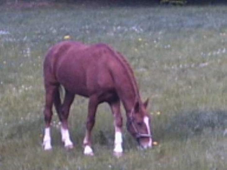 {{currentPhoto.altText}} billede {{currentPhoto.number}}