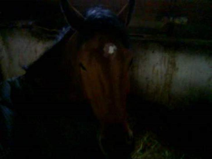 {{currentPhoto.altText}} billede {{currentPhoto.number}}