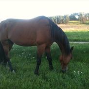 Traver Gatsby - SOLGT -