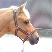 Anden særlig race Golden Dream:* (SOLGT):'(