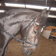 Dansk Varmblod Tekno (solgt)