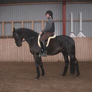 Dansk Varmblod Tekno (solgt)