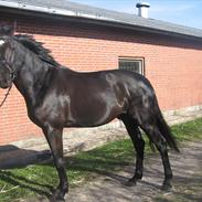 Dansk Varmblod Tekno (solgt)