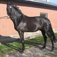 Dansk Varmblod Tekno (solgt)