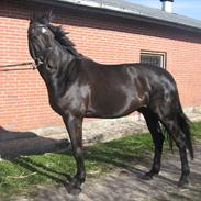 Dansk Varmblod Tekno (solgt)