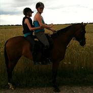 Anden særlig race Florentine