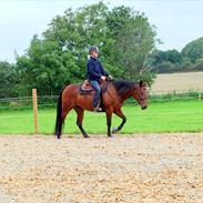 Quarter Sugar Belle Charisma