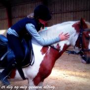 Anden særlig race Joejoe (rideskolepony).