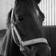 Welsh Pony (sec B) Sianwood Starburst [ eks part ]