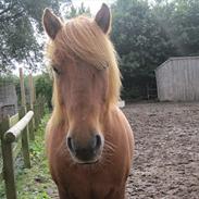 Islænder Blossi <3 (Flamme)<3