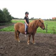 Islænder Blossi <3 (Flamme)<3
