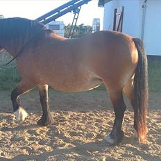 Nordsvensk Skovhest Freja 