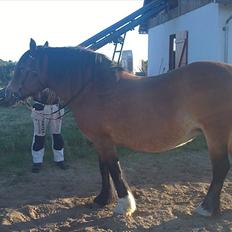 Nordsvensk Skovhest Freja 