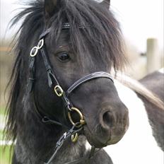 Shetlænder Stjernens Indeed *Dittermand*