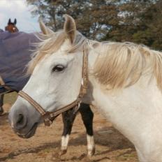 Anden særlig race Silver Moon "solgt"