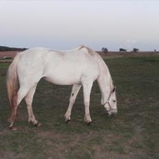 Anden særlig race Silver Moon "solgt"