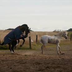 Anden særlig race Silver Moon "solgt"