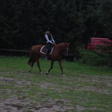 Anden særlig race Molly