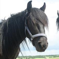 Fell pony Ego Shane Lee  *SOLGT*