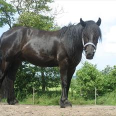 Fell pony Ego Shane Lee  *SOLGT*