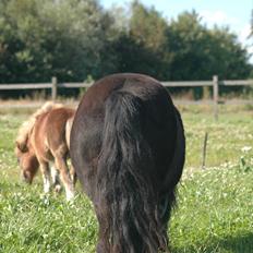 Shetlænder Mosbækmindes Marjanna