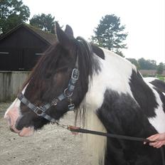 Irish Cob Hary (solgt)