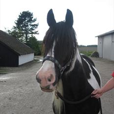 Irish Cob Hary (solgt)