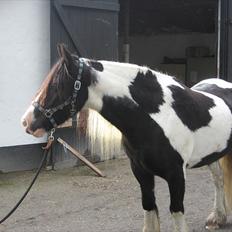 Irish Cob Hary (solgt)