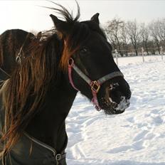 Fell pony Ego Shane Lee  *SOLGT*