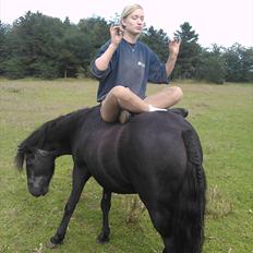 Anden særlig race Prinz