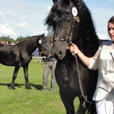 Frieser Tiemen Fan Panhuys