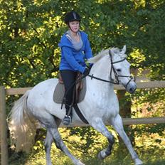 Hollandsk Sportspony Silver Star DK (solgt)