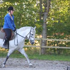 Hollandsk Sportspony Silver Star DK (solgt)