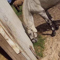 Irsk Sportspony IRISH JOKER