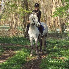 Irsk Sportspony IRISH JOKER