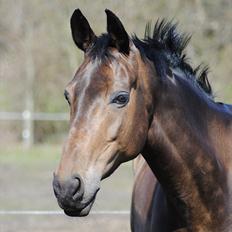 Dansk Varmblod Hosianna *Solgt*