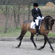 Dansk Varmblod Hosianna *Solgt*