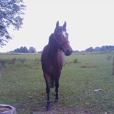 New Forest Odbjergs Diadem