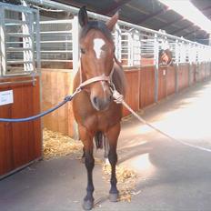 New Forest Odbjergs Diadem
