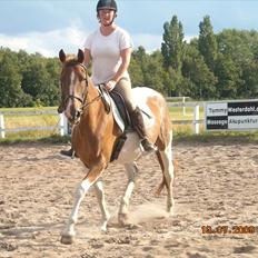 Anden særlig race Quintarnar de la orden (pinto)