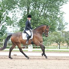 Dansk Varmblod Hønnerups Force