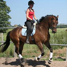 Dansk Varmblod Hønnerups Force