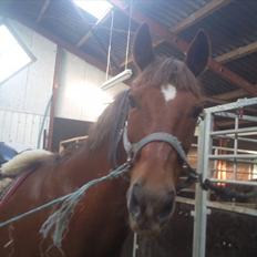 New Forest Poppings William