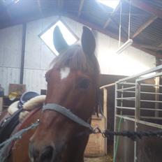 New Forest Poppings William