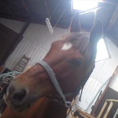 New Forest Poppings William